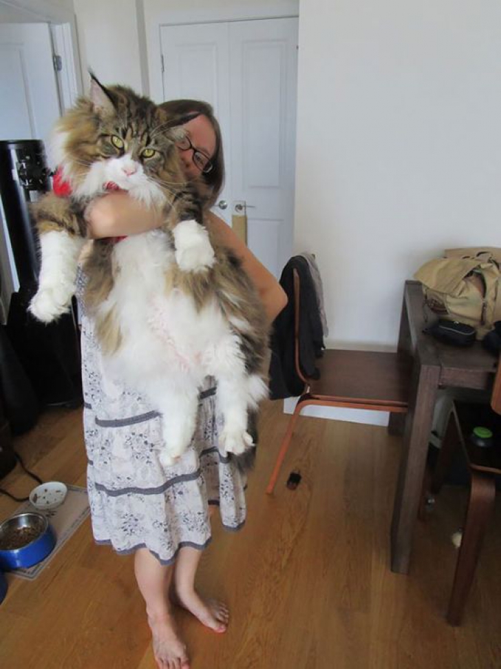 GALERIE FOTO. Cum să ții în brațe cele mai mari pisici din lume