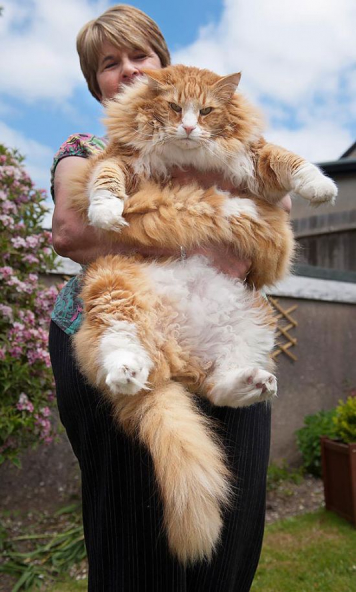 Imagini pentru Maine Coon: 20 de fotografii ale celor mai mari și prietenoase pisici domestice din lume