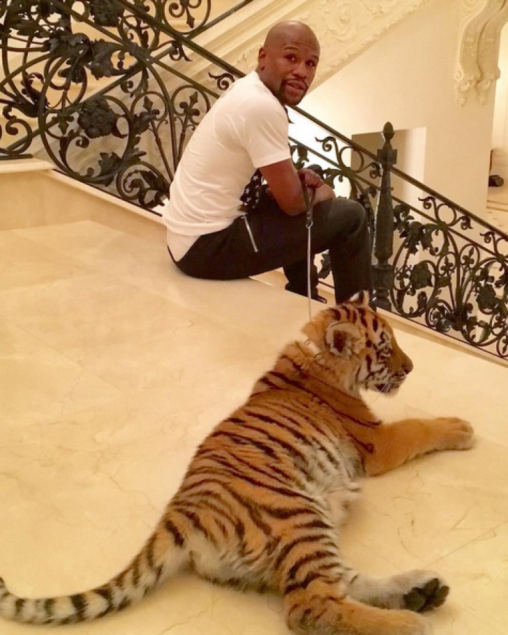 Un celebru sportiv a primit în dar un tigru, din partea Rusiei. "Mă îngrozeşte"