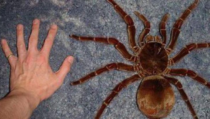 Cum arată cel mai mare păianjen din lume