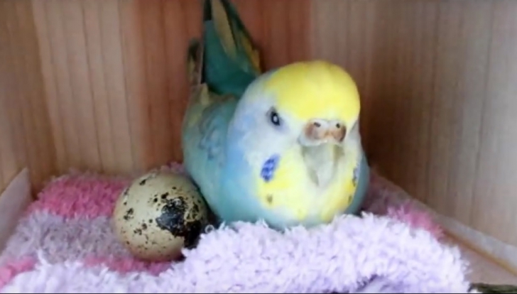A cumpărat un ou de prepeliţă şi l-a pus în colivia papagalului. Ce s-a întâmplat apoi e fascinant