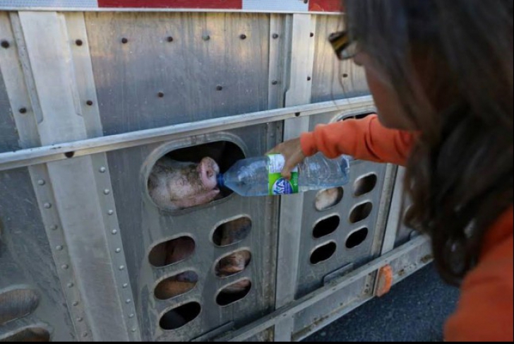 Le-a dat apă unor porci transportați în condiții improprii. Pedeapsa pe care o riscă acum