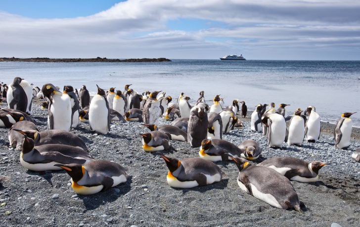 Cum arată o insulă locuită doar de pinguini. Imagini care îţi frâng inima 