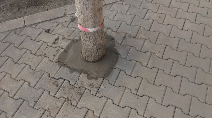 Se întâmplă în România. Strada pe care un Dorel a asfaltat şi rădăcinile pomilor
