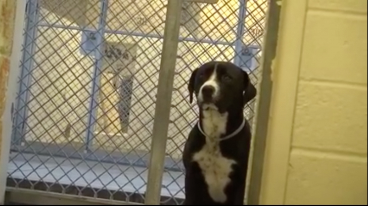 VIDEO EMOȚIONANT Cum reacționează Benny, un câine de la adăpost, când realizează că este adoptat