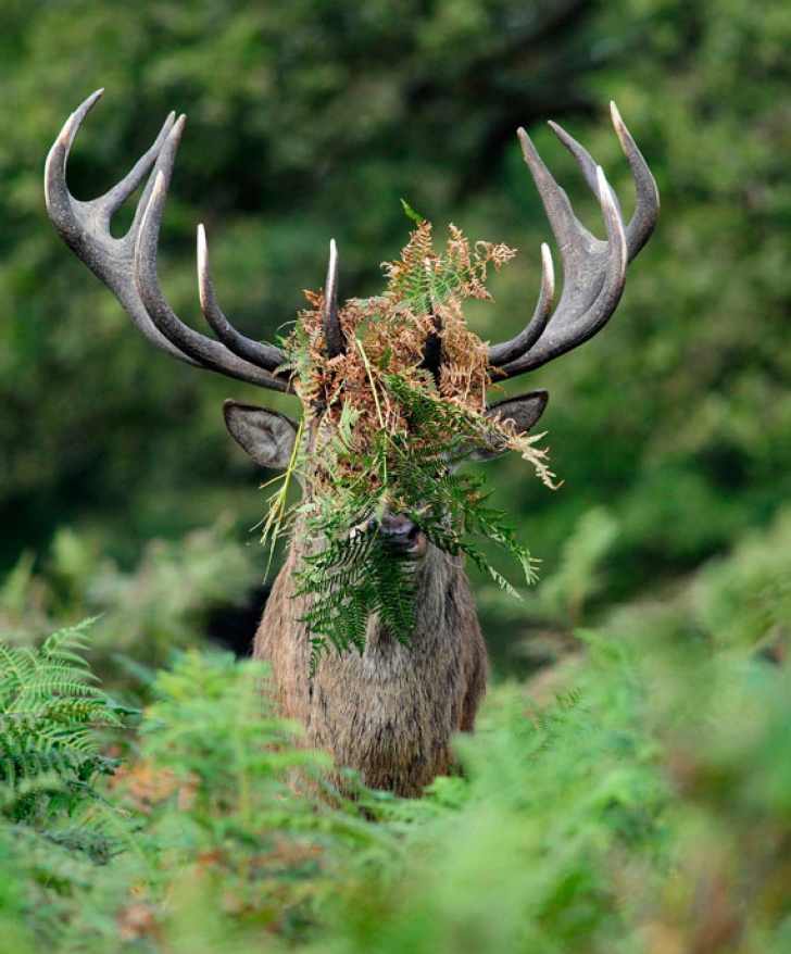 Concurs inedit: cele mai amuzante fotografii cu animale. Care este cea câştigătoare