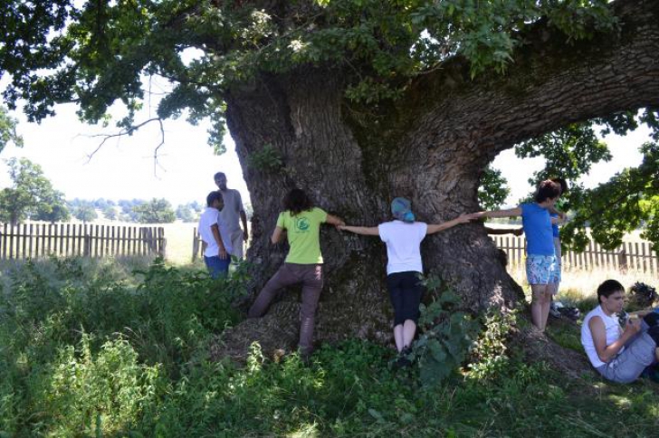 Cum ajungi la cel mai bătrân stejar din România, care are 930 de ani. Traseu turistic deschis
