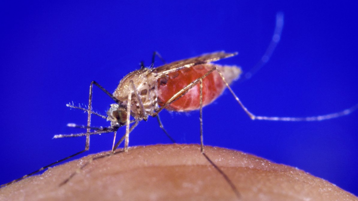 Țânțarii ar putea dispărea de pe Pământ. Ce pun la cale oamenii de știință