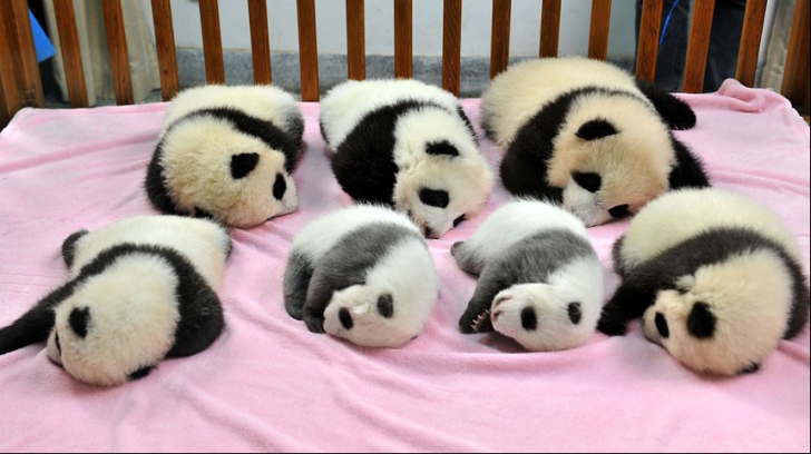 Studiile au demonstrat: urșii panda trebuie să fie îndrăgostiți ca să se poată reproduce