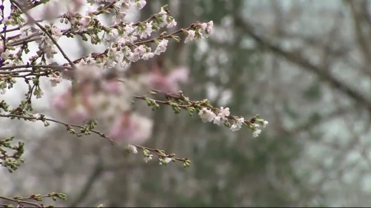 Crăciunul 2015, unul dintre cele mai calde din istorie. Temperaturi record în Europa şi SUA