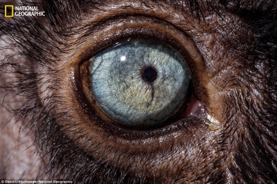 Poți să ghicești animalul doar privindu-l în ochi? Galerie foto excepțională