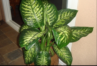 Planta de apartament care poate ucide un copil într-un minut. E adesea întâlnită în casele românilor