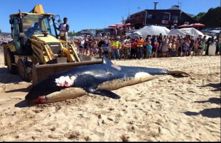 Au găsit o balenă eșuată pe plajă. I-au tăiat abdomenul și s-au cutremurat de ce au găsit în el