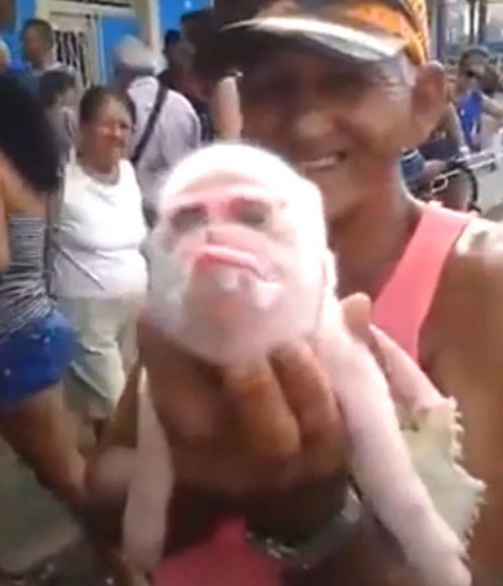 Creatura care a atras localnicii ca la ”templu”. Cum arată porcul cu cap de maimuță