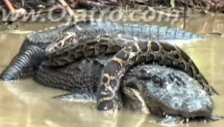 VIDEO: lupta teribilă dintre un piton uriaș și un aligator, surprinsă în imagini. Cine câștigă
