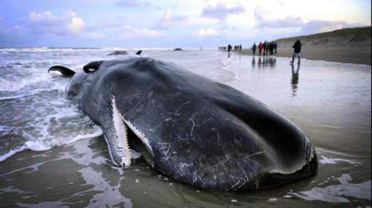 Cinci balene au murit, după ce au eșuat pe țărmul Olandei. Salvatorii au ajuns prea târziu
