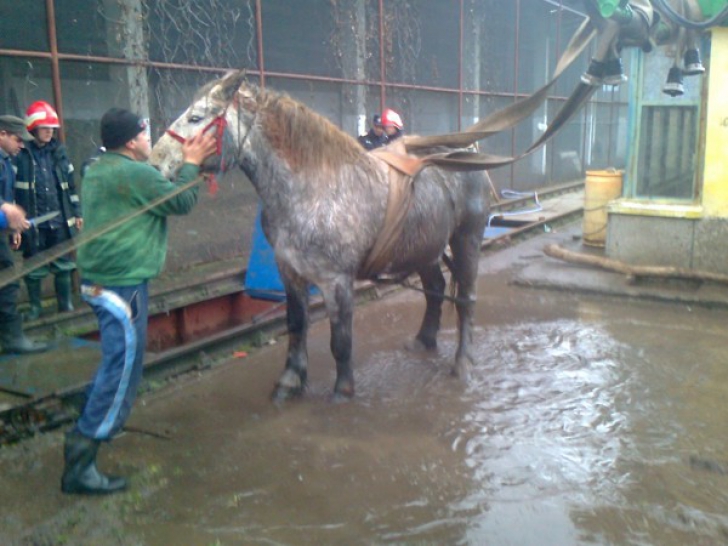 Salvare spectaculoasă în Bihor, după ce un cal a căzut într-o groapă adâncă - FOTO