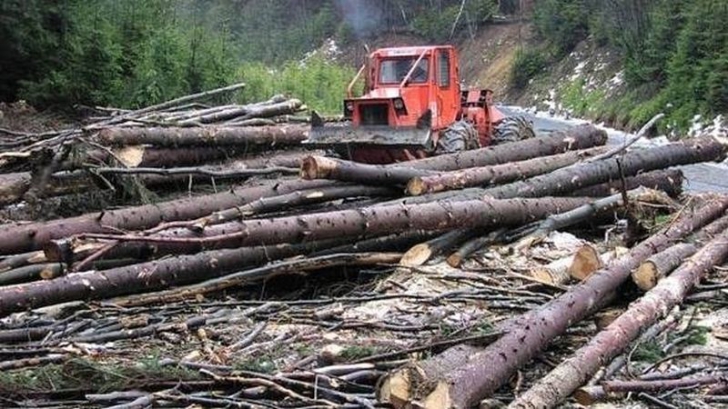 În 2015 au fost peste 34.000 de cazuri de tăieri ilegale de arbori. În unele județe e prăpăd