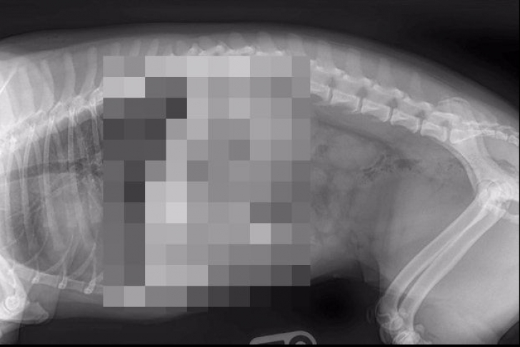 Radiografia care provoacă fiori pe șira spinării. Te cutremuri când o privești cu atenție