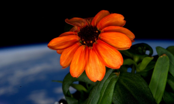 A înflorit prima floare crescută în spațiu. Cum arată planta