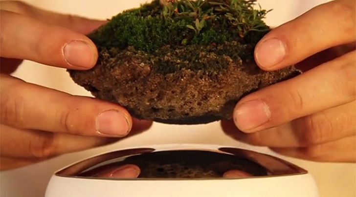 Bonsaiul care plutește în aer a devenit realitate! Japonezii au făcut publice imaginile