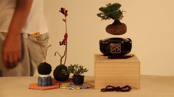 Bonsaiul care plutește în aer a devenit realitate! Japonezii au făcut publice imaginile