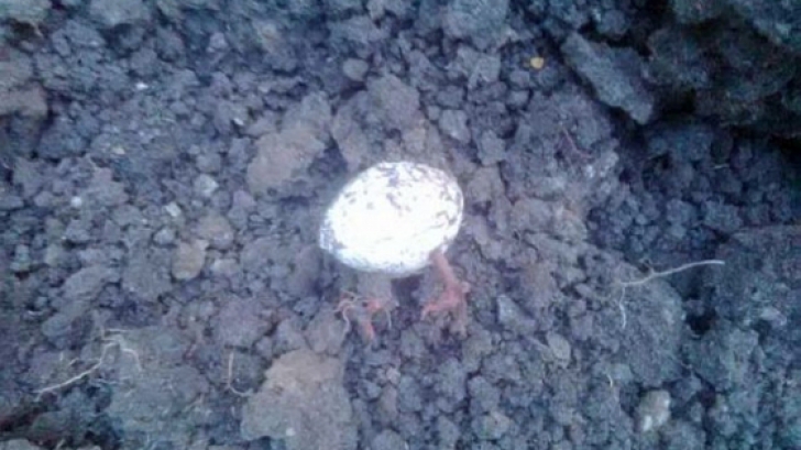 A găsit pe pământ ceva ce semăna cu un ou de pasăre. Când s-a uitat mai atent a încremenit