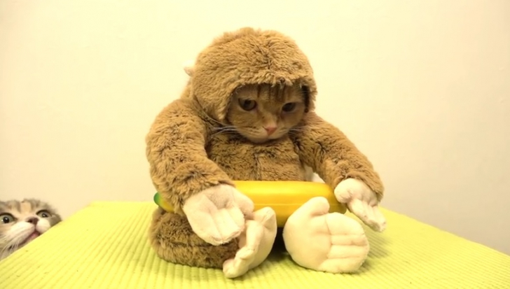 Un filmuleţ bizar cu "pisica-maimuţică" face furori pe internet. Imagini adorabile!