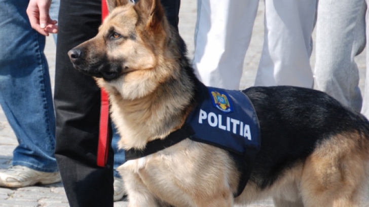 VIDEO Cel mai tare câine polițist lucrează la Aeroportul Henri Coandă! Vezi ce face