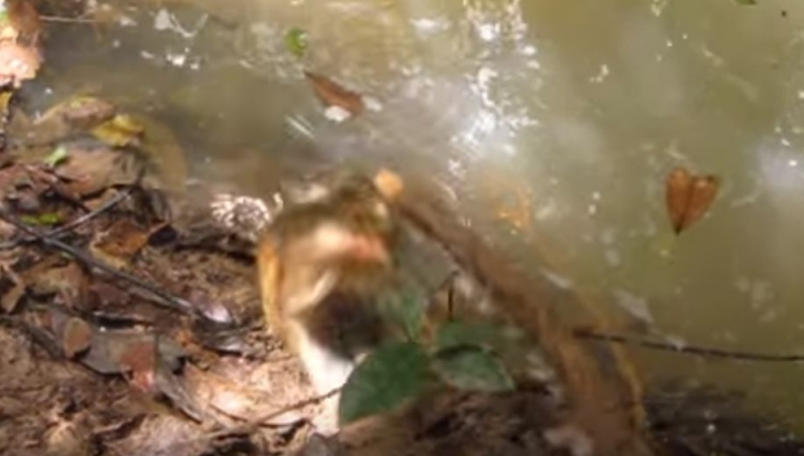 VIDEO șocant. A împuns o anaconda uriașă cu un băț. Ce a urmat e greu de descris în cuvinte 