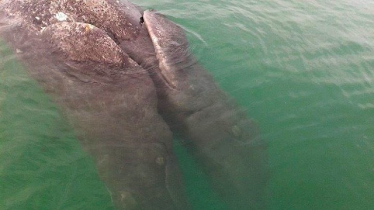 Creatura care i-a CUTREMURAT pe oamenii de ştiinţă: Nu am mai văzut aşa ceva  