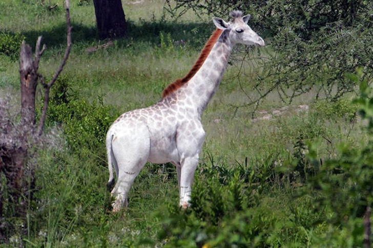 Omo, girafa alba