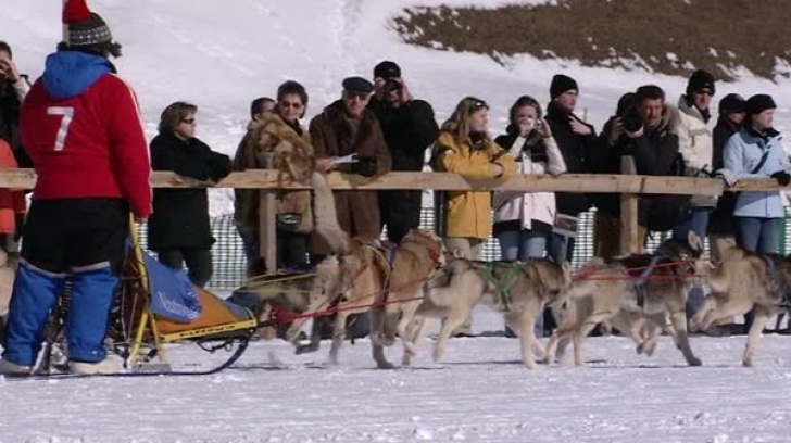 Peste o sută de câini arctici - la primul concurs de atelaje canine din acest sezon 