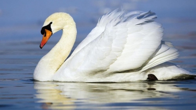 C&acirc;ntec de lebădă