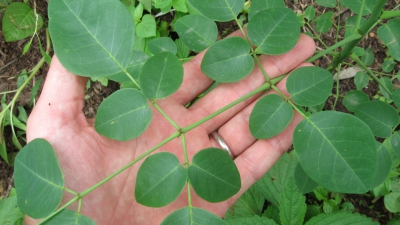 Ce este moriga, planta miraculoasă care poate trata cancerul