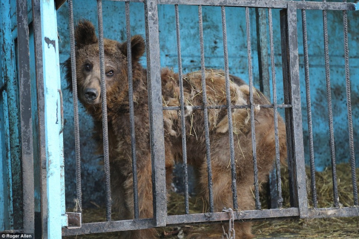 Doi urși din Armenia, lăsați să moară de foame, vor ajunge în România