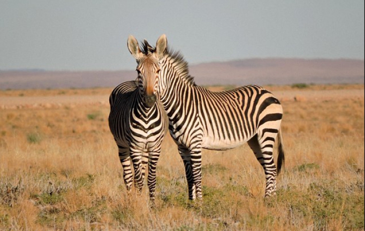 Două zebre, același cap. Fotografia care a stârnit valuri pe Internet.Care e adevărul din spatele ei