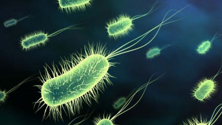 Ce este verotoxina, bacteria ucigaşă care cauzează E.coli