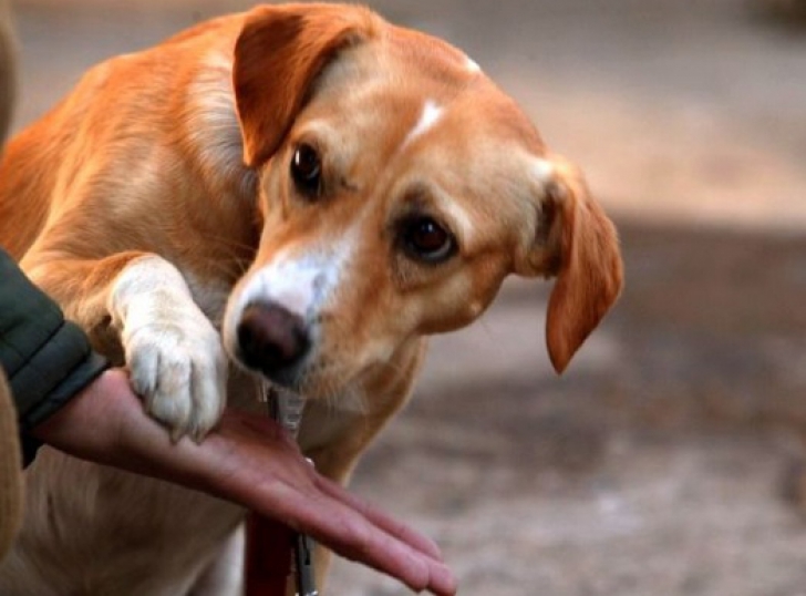 Un consilier municipal vrea să-i oblige pe cetățeni să scoată corzile vocale ale câinilor / Foto: kissfm.ro