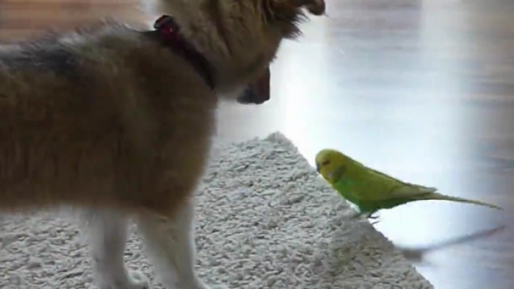 Prietenia uimitoare dintre un papagal și un câine. Imagini care vă vor lăsa fără cuvinte 