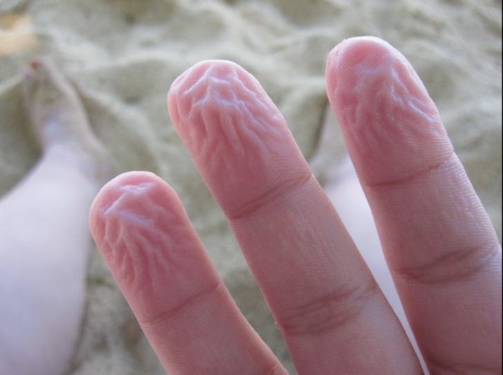 De ce se încrețesc degetele când stăm prea mult în apă. Explicația te va surprinde
