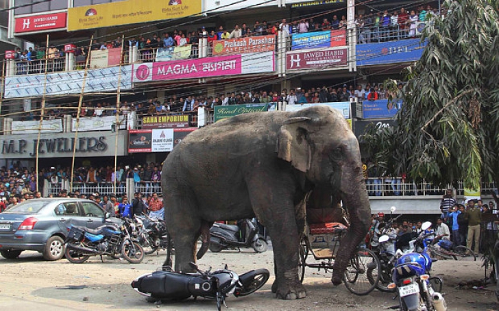 Elefantul din Bengal