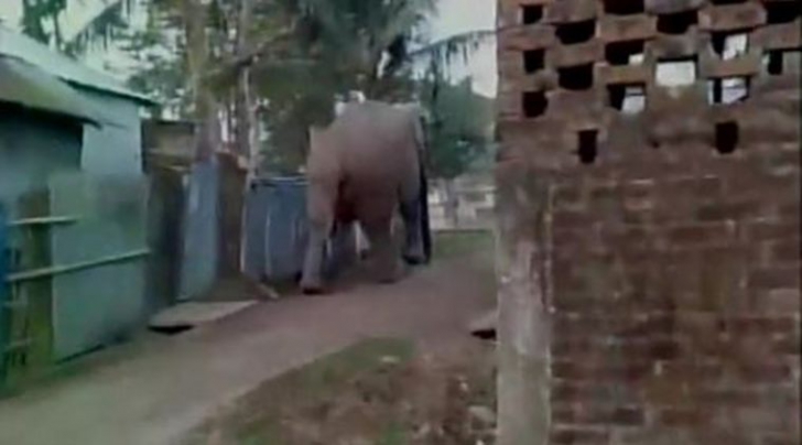 Elefant India