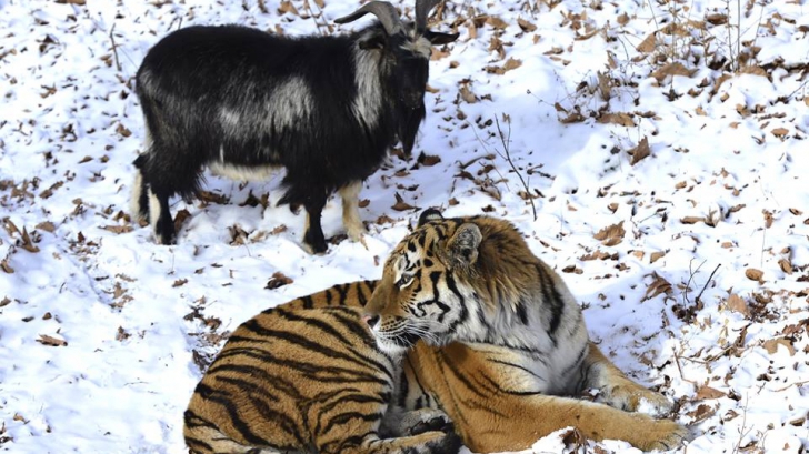 Prietenia neașteptată dintre un tigru și un țap a uimit lumea, dar tocmai s-a terminat în mod șocant