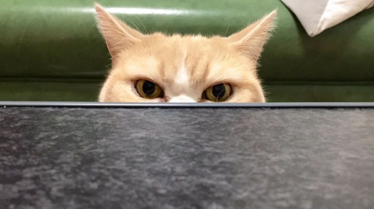 Grumpy Cat și-a întâlnit rivala. O pisică japoneză a fost surprinsă în cele mai inedite ipostaze