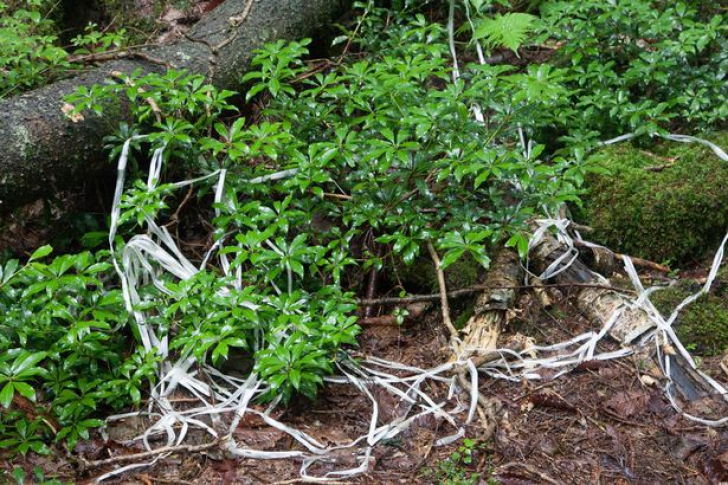 Cea mai înfiorătoare pădure din lume. Mulţi care ajung acolo se sinucid 