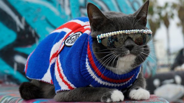O pisică, obligată să poarte ochelari de soare. Care este motivul 