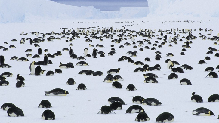 Dezastru ecologic uriaş: 150 de mii de pinguini au murit 