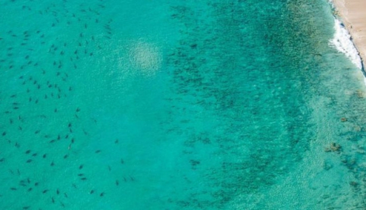Video şocant. Zece mii de rechini înoată acum în apropierea plajelor din Florida