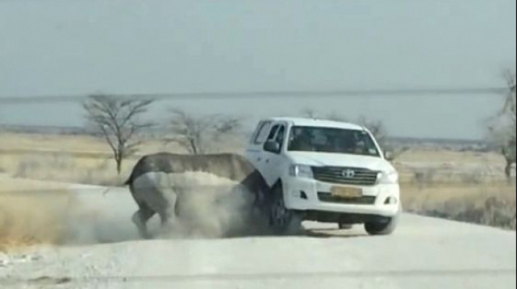 Un rinocer a intrat în plin într-o mașină cu turiști. Ce a urmat e halucinant